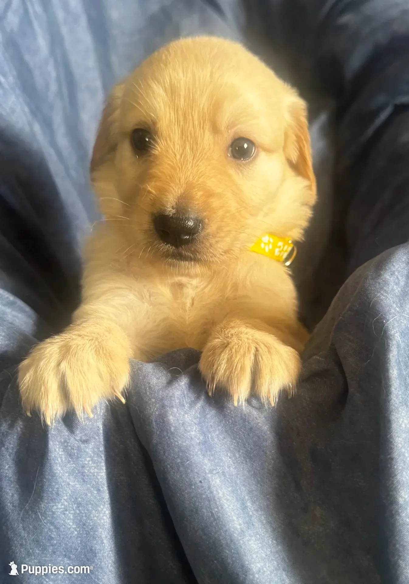 Color of collar , a male Golden Retriever for sale in Lansing, MI – 2 of 9