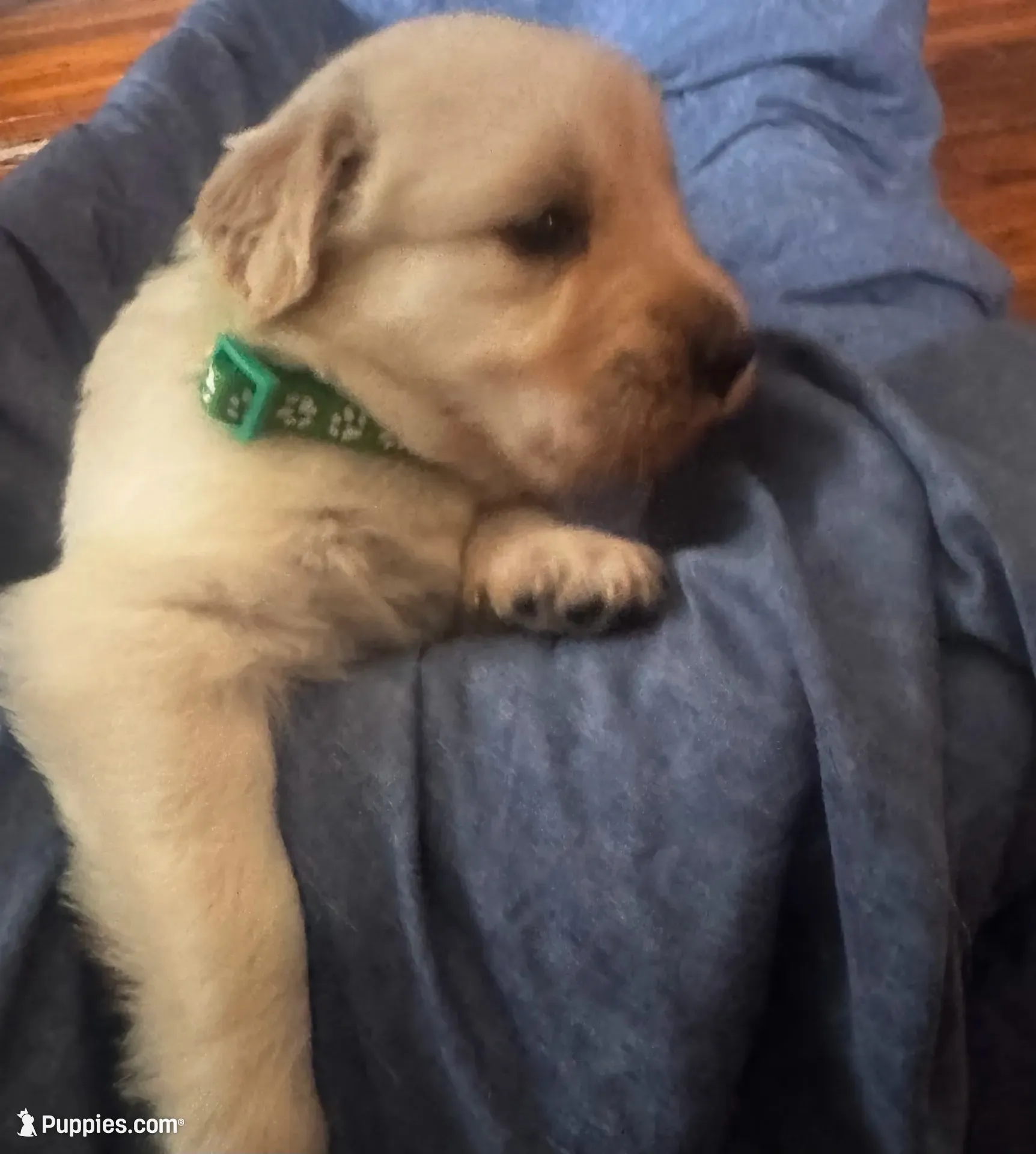 Color of collar , a male Golden Retriever for sale in Lansing, MI – 4 of 9