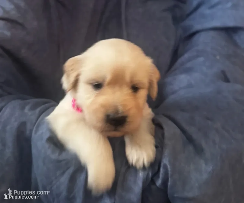 Color of collar  – Golden Retriever puppy for sale in Lansing, MI