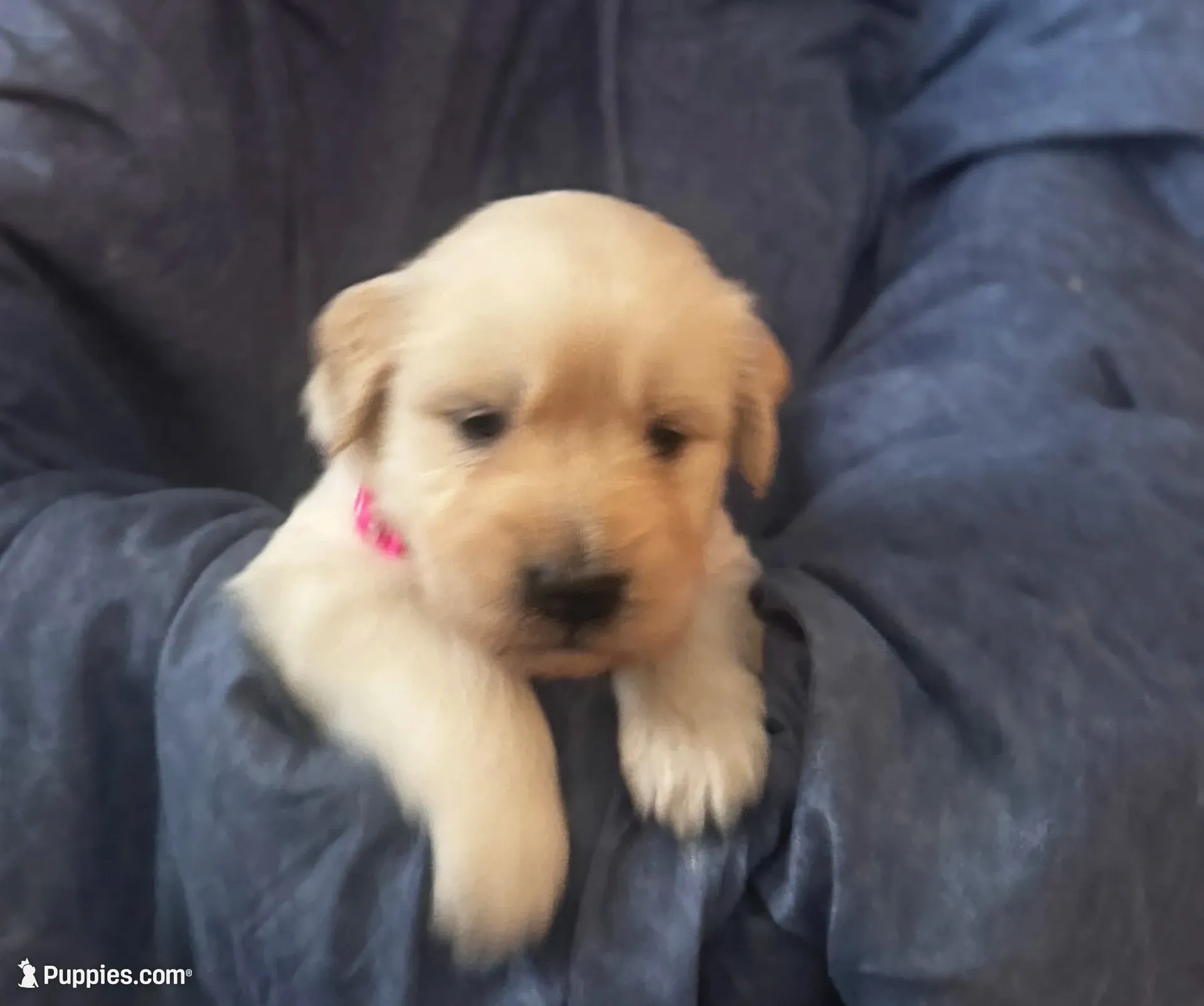 Color of collar , a male Golden Retriever for sale in Lansing, MI – 8 of 9