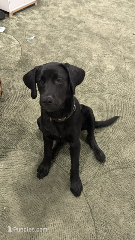 Leo – Labrador Retriever puppy for sale in North Port, FL