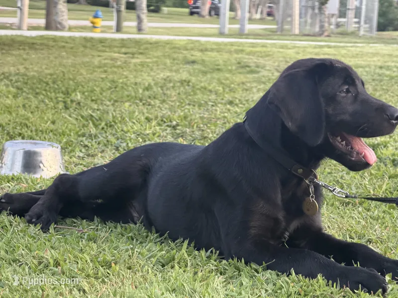 Leo – Labrador Retriever puppy for sale in North Port, FL
