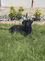 Leo, a male Labrador Retriever for sale in North Port, FL – 3 of 4