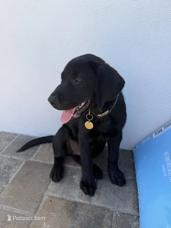 Leo – Labrador Retriever puppy for sale in North Port, FL