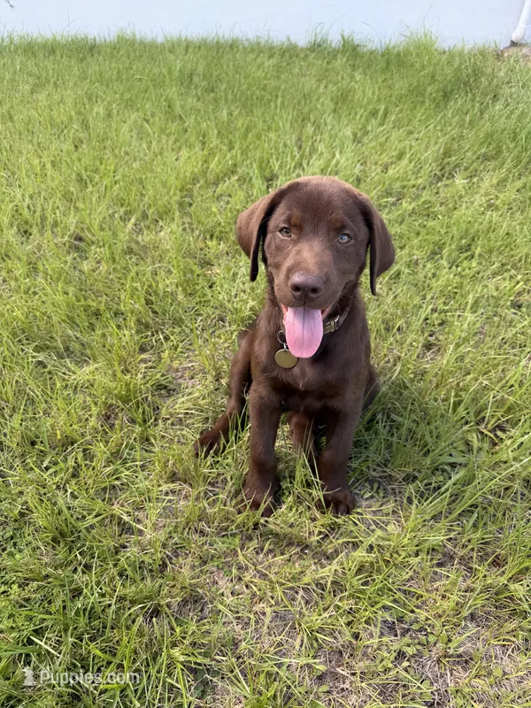 Layla  – Labrador Retriever puppy for sale in North Port, FL