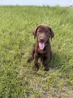 Layla , a female Labrador Retriever for sale in North Port, FL – 1 of 2