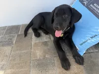Leo, a male Labrador Retriever for sale in North Port, FL – 3 of 3
