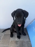 Leo, a male Labrador Retriever for sale in North Port, FL – 2 of 3