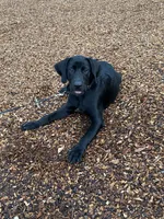 Leo, a male Labrador Retriever for sale in North Port, FL – 2 of 4