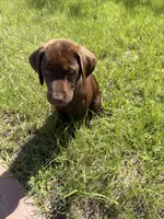 Layla , a female Labrador Retriever for sale in North Port, FL – 2 of 2