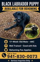 Leo, a male Labrador Retriever for sale in North Port, FL – 4 of 4