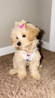Bella, a female Maltipoo and Poodle - Miniature  for sale in Fairburn, GA – 5 of 5