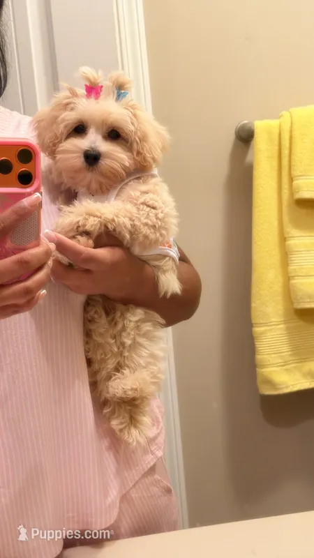 Bella – Maltipoo, Poodle - Miniature  puppy for sale in Fairburn, GA