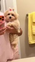 Bella, a female Maltipoo and Poodle - Miniature  for sale in Fairburn, GA – 1 of 5