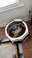 Bella, a female Maltipoo and Poodle - Miniature  for sale in Fairburn, GA – 4 of 5
