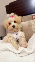 Bella, a female Maltipoo and Poodle - Miniature  for sale in Fairburn, GA – 3 of 5