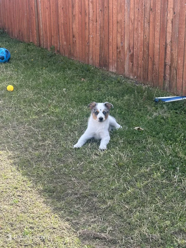 Oso – Australian Shepherd puppy for sale in Dallas, TX