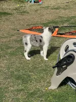 Oso, a male Australian Shepherd for sale in Dallas, TX – Photo 2 of 2