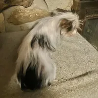 AKC “Marcie” Teacup Parti #Iz2, a female Yorkshire Terrier for sale in Jacksboro, TX – Photo 3 of 6