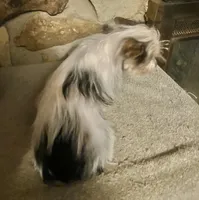 AKC “Marcie” Teacup Parti #Iz2, a female Yorkshire Terrier for sale in Jacksboro, TX – Photo 3 of 6