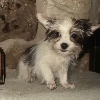 AKC “Marcie” Teacup Parti #Iz2, a female Yorkshire Terrier for sale in Jacksboro, TX – Photo 4 of 6