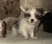 AKC “Marcie” Teacup Parti #Iz2, a female Yorkshire Terrier for sale in Jacksboro, TX – Photo 4 of 6
