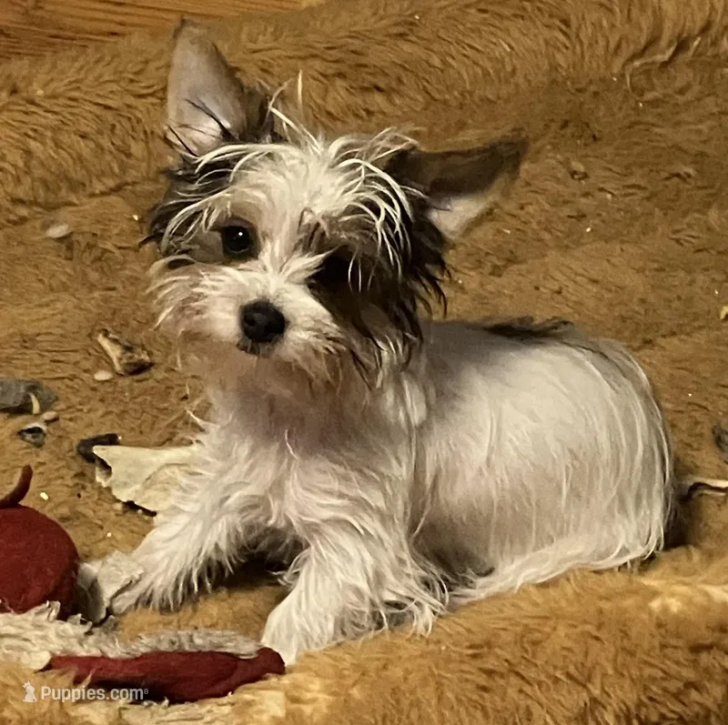 AKC “Marcie” Teacup Parti #Iz2