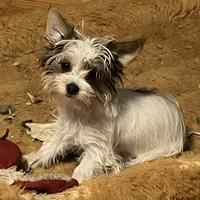 AKC “Marcie” Teacup Parti #Iz2, a female Yorkshire Terrier for sale in Jacksboro, TX – Photo 1 of 6