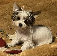 AKC “Marcie” Teacup Parti #Iz2, a female Yorkshire Terrier for sale in Jacksboro, TX – Photo 1 of 6