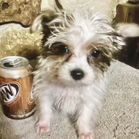AKC “Marcie” Teacup Parti #Iz2, a female Yorkshire Terrier for sale in Jacksboro, TX – Photo 2 of 6