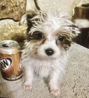 AKC “Marcie” Teacup Parti #Iz2, a female Yorkshire Terrier for sale in Jacksboro, TX – Photo 2 of 6