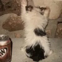 AKC “Marcie” Teacup Parti #Iz2, a female Yorkshire Terrier for sale in Jacksboro, TX – Photo 5 of 6