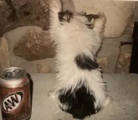 AKC “Marcie” Teacup Parti #Iz2, a female Yorkshire Terrier for sale in Jacksboro, TX – Photo 5 of 6