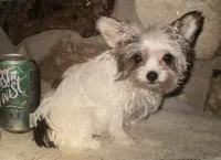 AKC “Cookie” Teacup Parti, a female Yorkshire Terrier for sale in Jacksboro, TX – 2 of 4