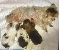 AKC “Copper” Teacup Male Sable P#1, a male Yorkshire Terrier for sale in Jacksboro, TX – 3 of 3