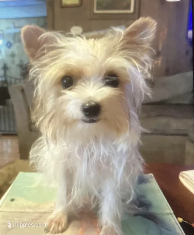 AKC “Cookie” Teacup Parti – Yorkshire Terrier puppy for sale in Jacksboro, TX