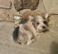 AKC “Fritz” Teacup Parti male, a male Yorkshire Terrier for sale in Jacksboro, TX – 4 of 4