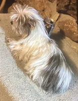 AKC Shermy Toy Parti color Iz#3 , a male Yorkshire Terrier for sale in Jacksboro, TX – 4 of 4