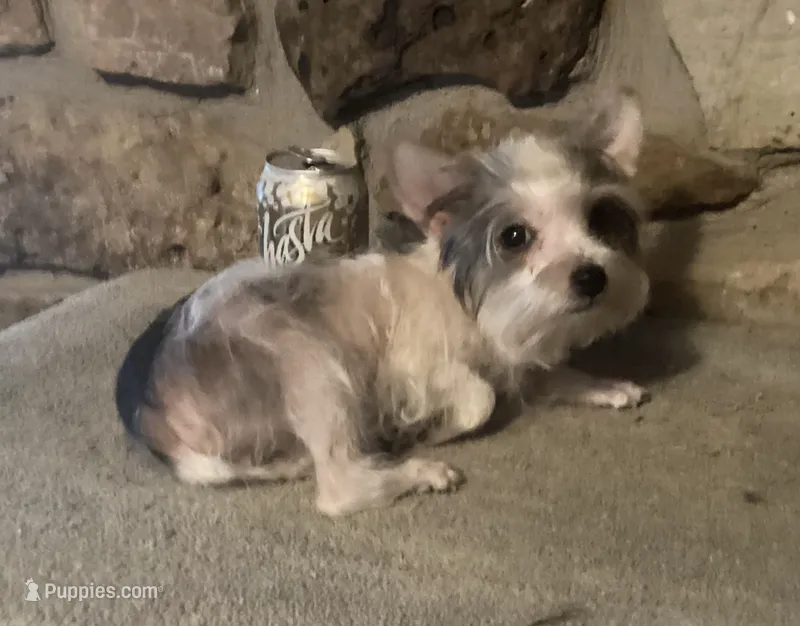 AKC “Fritz” Teacup Parti male – Yorkshire Terrier puppy for sale in Jacksboro, TX
