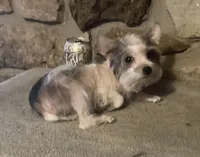 AKC “Fritz” Teacup Parti male, a male Yorkshire Terrier for sale in Jacksboro, TX – 1 of 4