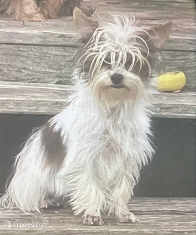 AKC Shermy Toy Parti color Iz#3  – Yorkshire Terrier puppy for sale in Jacksboro, TX