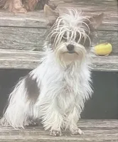 AKC Shermy Toy Parti color Iz#3 , a male Yorkshire Terrier for sale in Jacksboro, TX – 1 of 4