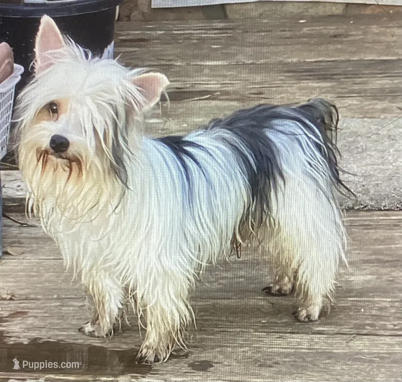 AKC “Andy” Toy Parti  Iz#4 – Yorkshire Terrier puppy for sale in Jacksboro, TX