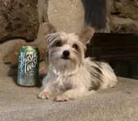AKC “Cookie” Teacup Parti, a female Yorkshire Terrier for sale in Jacksboro, TX – 6 of 7