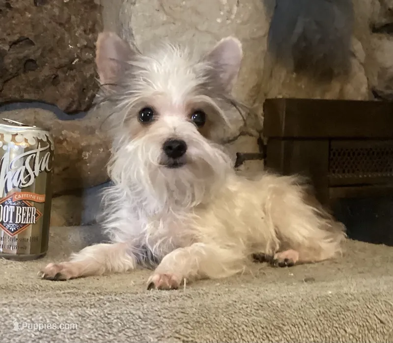 AKC “Fritz” Teacup Parti male – Yorkshire Terrier puppy for sale in Jacksboro, TX