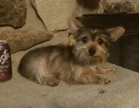 AKC “Copper” Teacup Male Sable P#1, a male Yorkshire Terrier for sale in Jacksboro, TX – 3 of 7