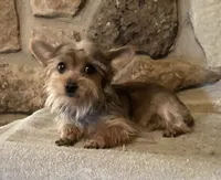 AKC “Copper” small Toy Male Sable P#1, a male Yorkshire Terrier for sale in Jacksboro, TX – 6 of 9