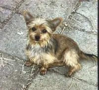 AKC “Copper” small Toy Male Sable P#1, a male Yorkshire Terrier for sale in Jacksboro, TX – 2 of 9