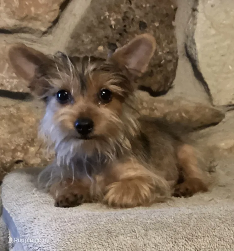 AKC “Copper” Teacup Male Sable P#1 – Yorkshire Terrier puppy for sale in Jacksboro, TX