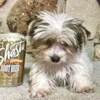 AKC “Andy” Teacup Parti #Iz4, a male Yorkshire Terrier for sale in Jacksboro, TX – Photo 2 of 7